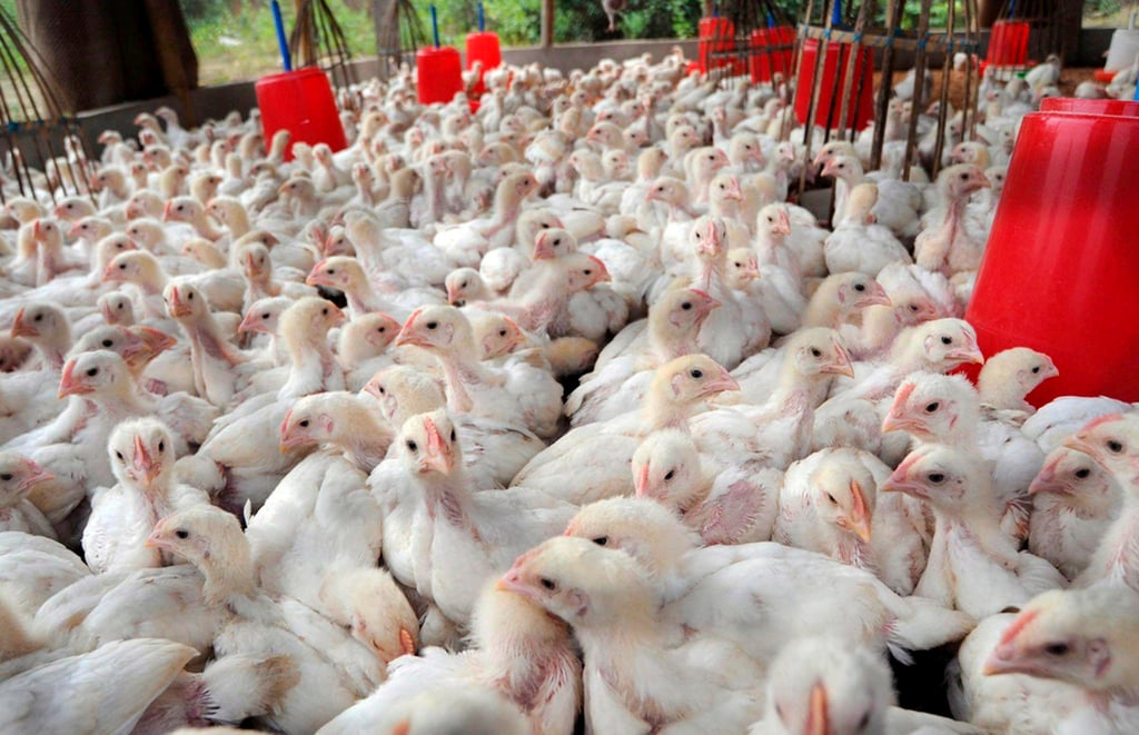 Australia: La OMS confirma un caso de gripe aviar H5N1