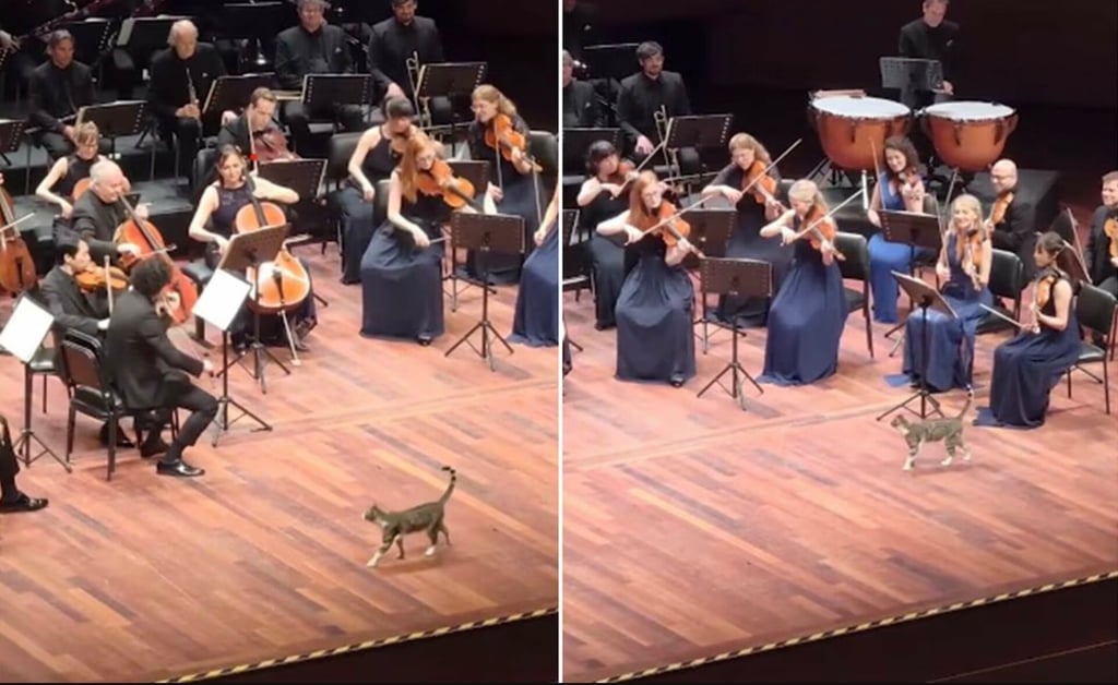 VIDEO: ¡Michi director de orquesta! Gatito se roba el show durante concierto
