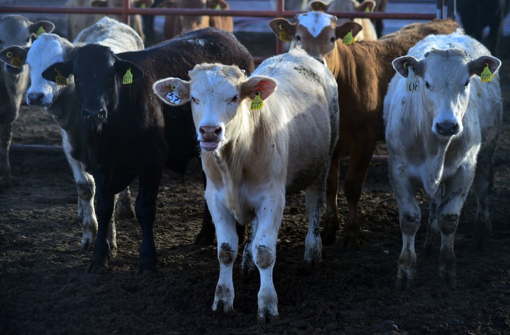 Esencial. Conservar el estatus ganadero sanitario es clave para la exportación de cabezas de ganado por año, que son miles.