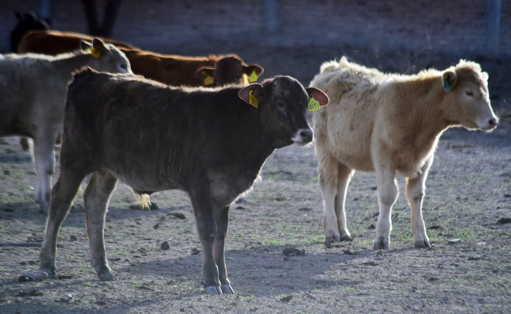 Capacitan a ganaderos para asegurar la salud pecuaria en Durango
