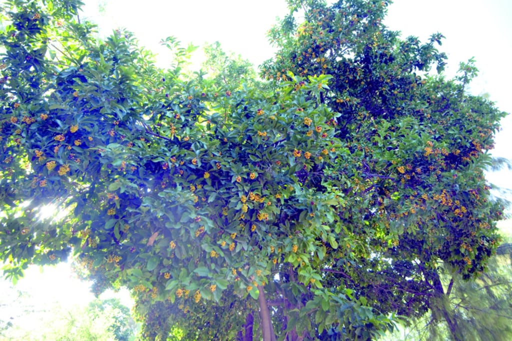 Para que un árbol llegue al mejor tamaño posible es necesario darle los cuidados necesarios.