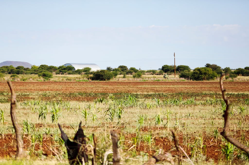 Factor. Para la siembra de frijol se requiere menos humedad, menos agua, pero aun así la sequía ha afectado.