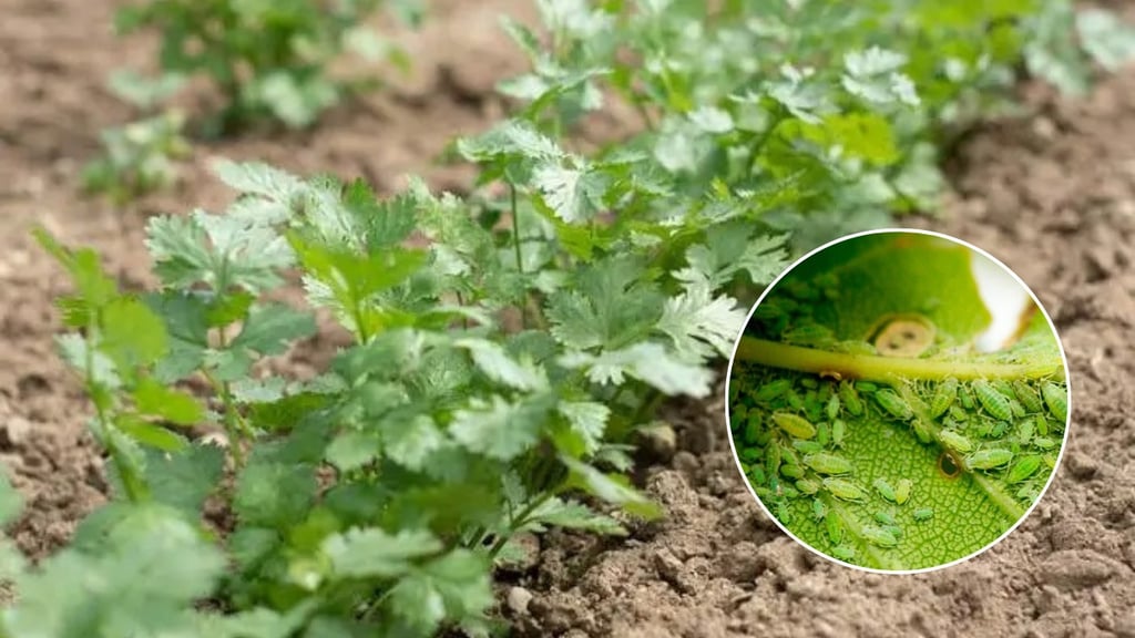 ¿Por qué subió de precio el cilantro en México? Plaga ataca a productores