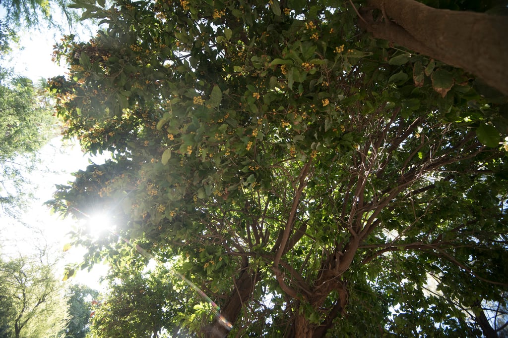 Hay varias maneras de hacer que el árbol tome la altura deseada. Desde su riego oportuno, hasta utilizar fertilizantes.