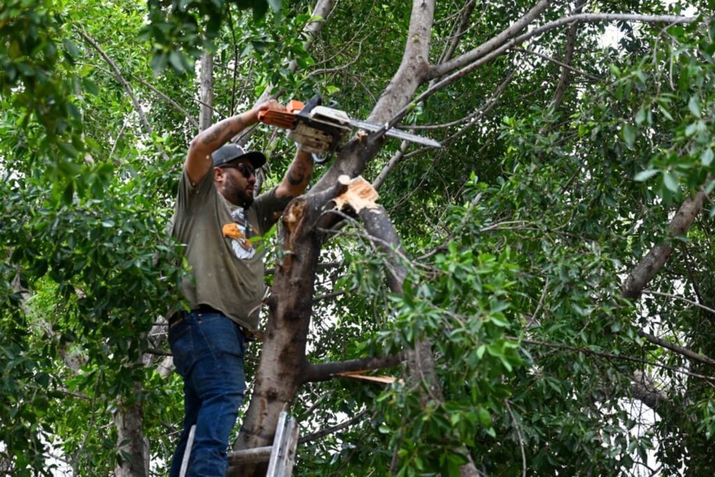 Prevención. Debido a que representaba un riesgo para los transeúntes, trabajadores municipales talaron las ramas de un árbol en la Plaza de Armas.