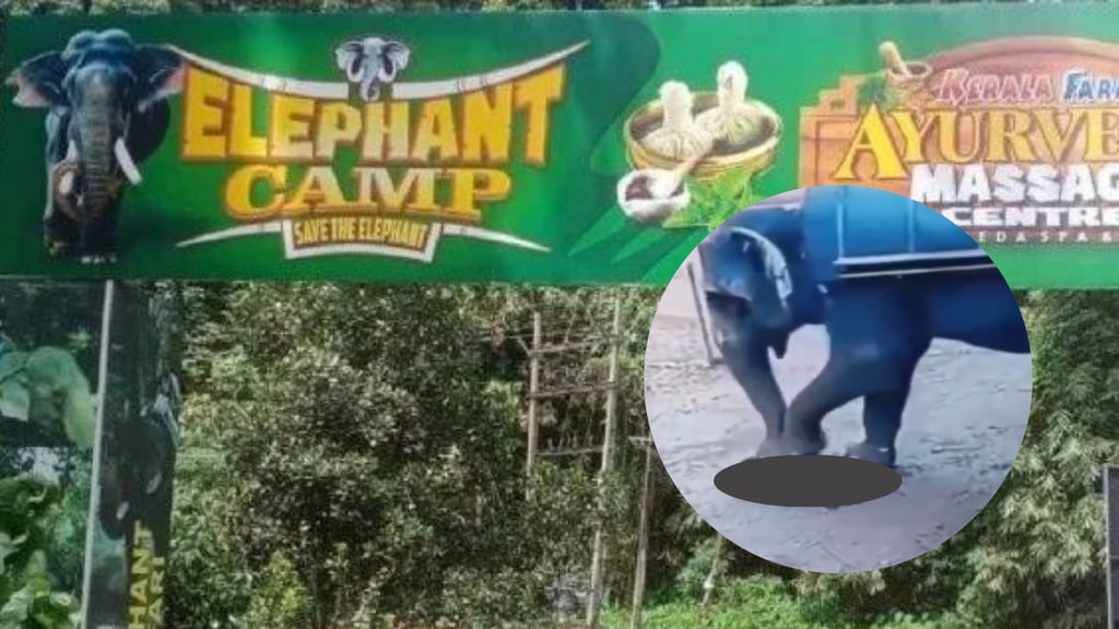 Entrenador muere aplastado por elefante en safari ilegal | VIDEO