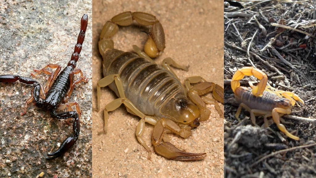 ¿Cuántas especies de alacrán hay en México? ¿Cuáles son letales?