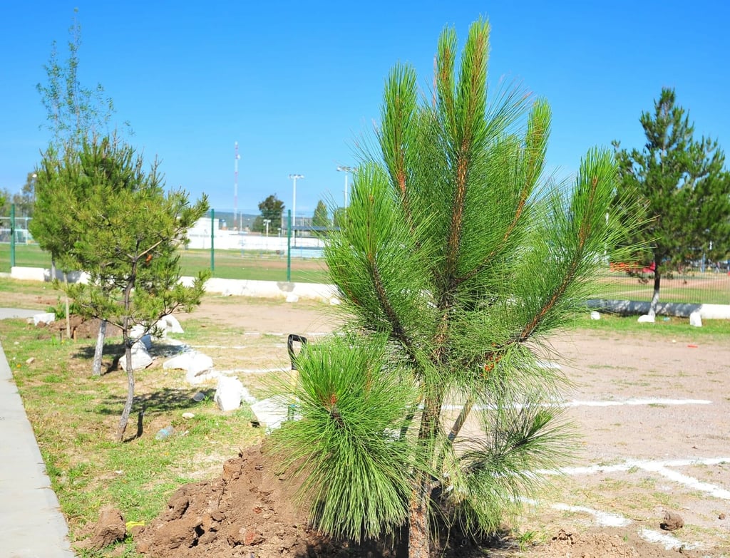 Con más microbosques, celebran en Durango capital el Día del Árbol