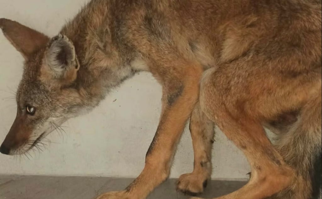 Avistan coyote y otros animales en proximidades de parques; autoridades piden reportarlos