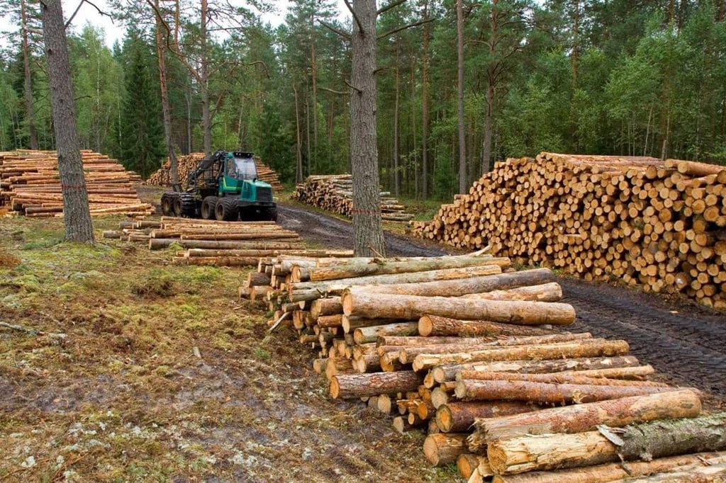 Durango, primer lugar nacional en producción de madera de pino