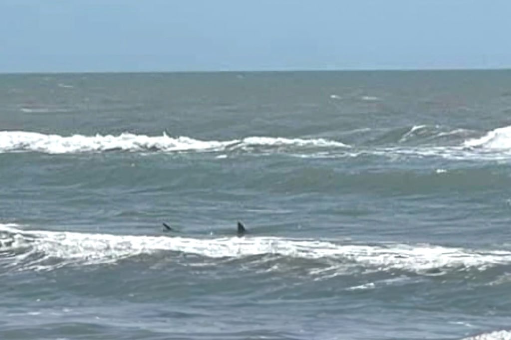 Tiburón ataca a 4 personas en Isla del Padre | VIDEO