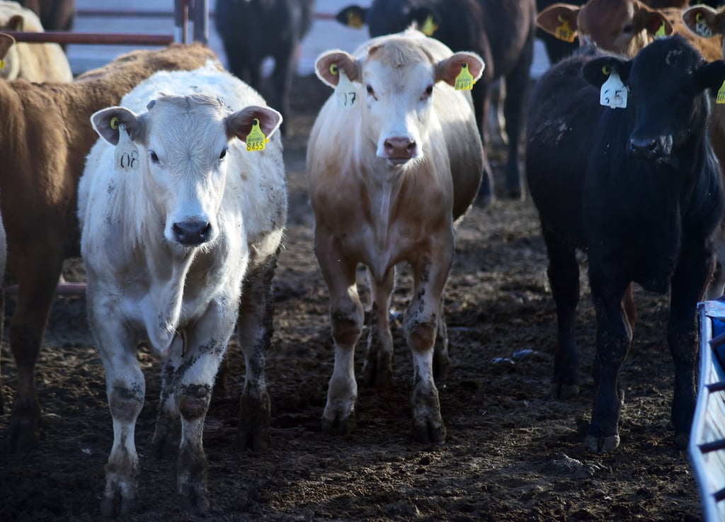 Aviso. Estados Unidos ya alertó que, si se encuentra un caso en México, se cierra la frontera a la exportación de carne.