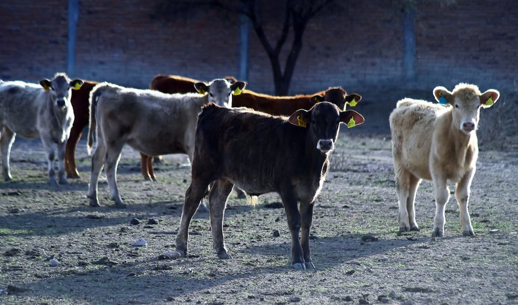 Precio. El sector ganadero esta confiando en que será una buena temporada, pues ha mejorado el precio de los becerros.