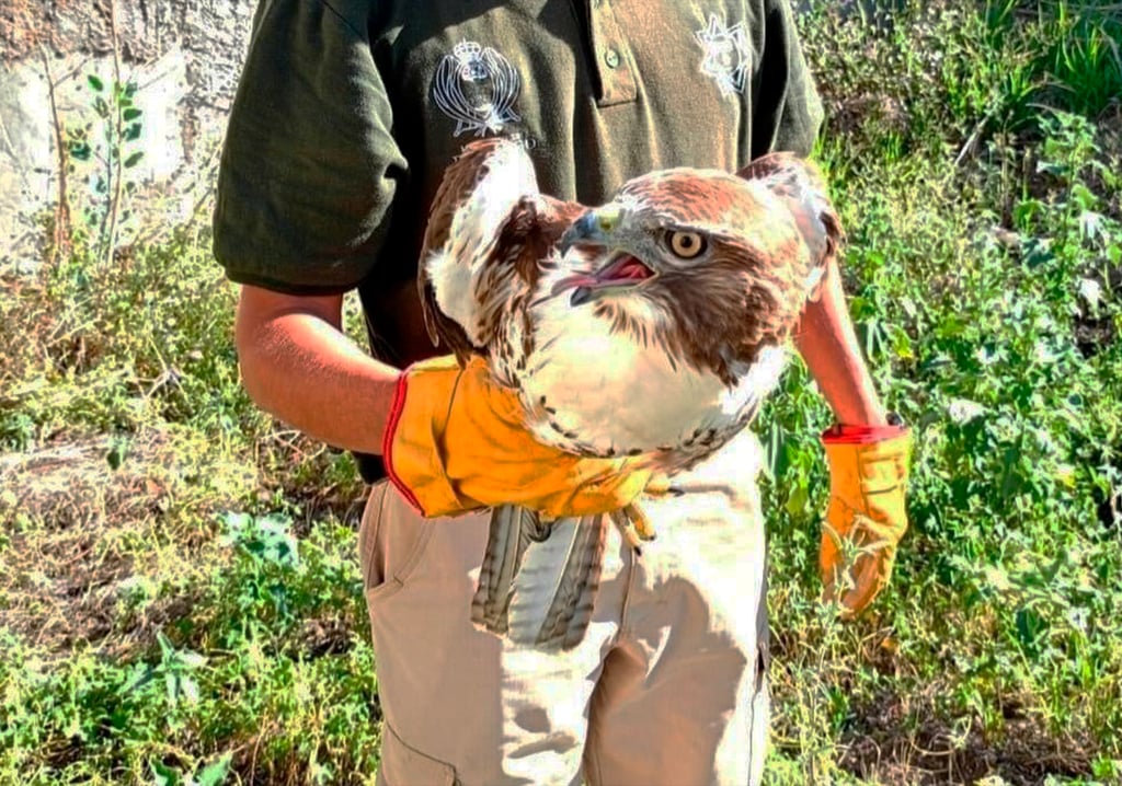 Fauna silvestre se debe reportar al 911 en Durango