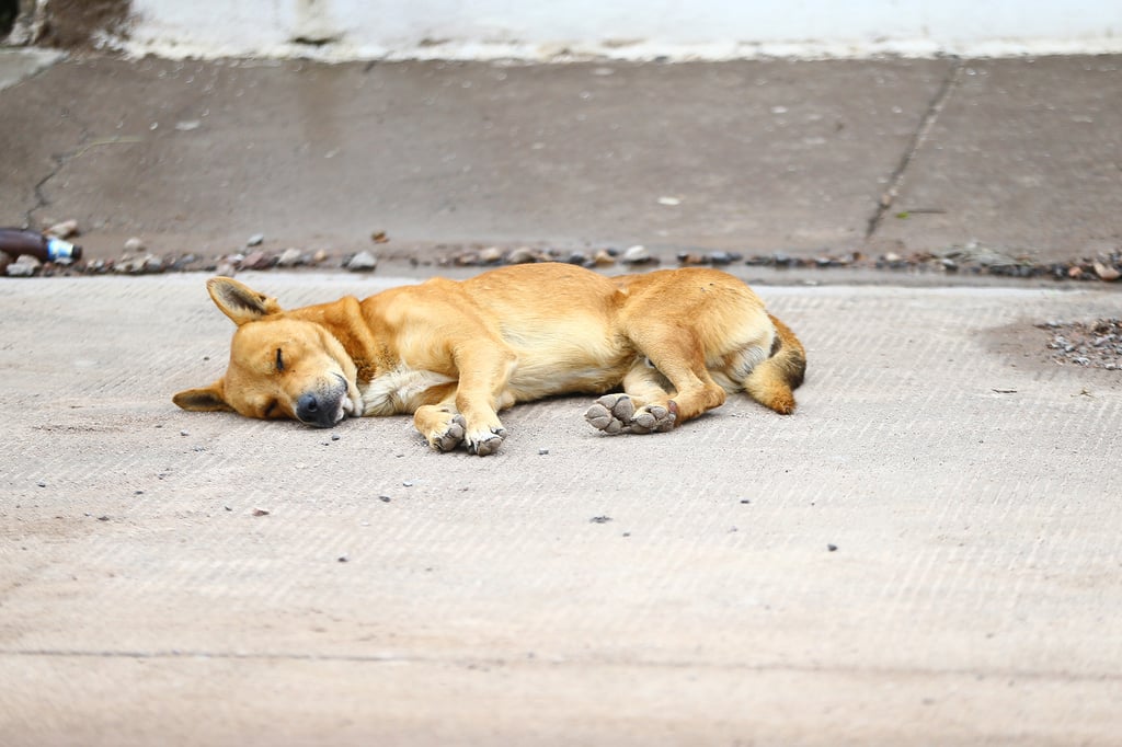 En Durango se han reportado 900 animales muertos en la vía pública hasta julio