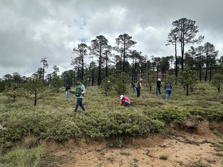 Reforestarán el estado de Durango aprovechando las lluvias