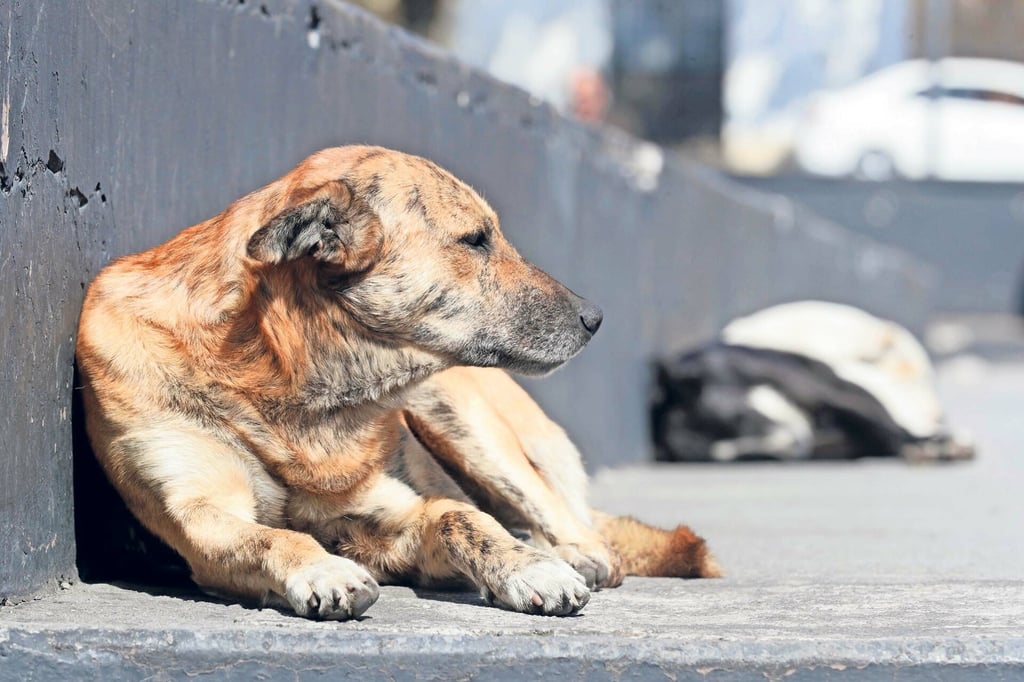 Donan croquetas a las fundaciones duranguenses que rescatan animales en situación de calle