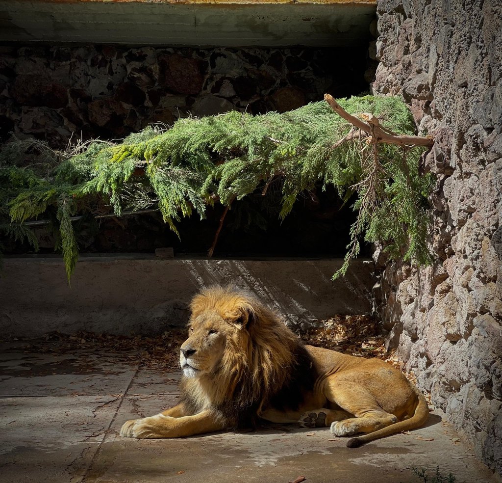 'Pechocho'. Con 25 años, es el león más longevo del lugar.