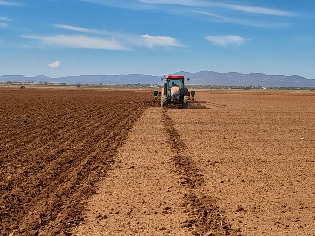 Lluvias han afectado algunas zonas sembradas de frijol en Durango
