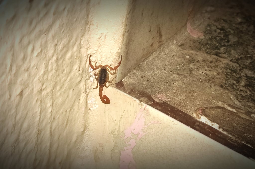 Más peligroso el alacrán pequeño que el grande: SSD