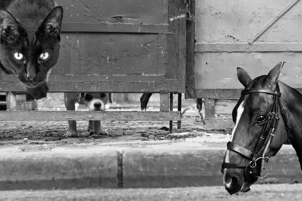 ¿Cómo denunciar maltrato animal en Durango de forma anónima?