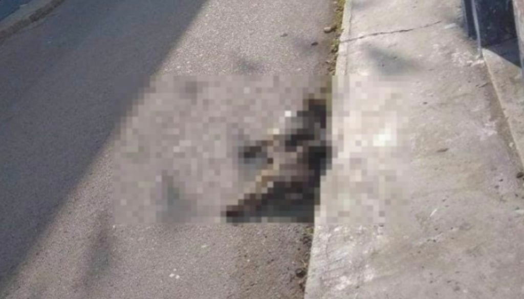 Vecinos denuncian envenenamiento de perros; identifican al responsable