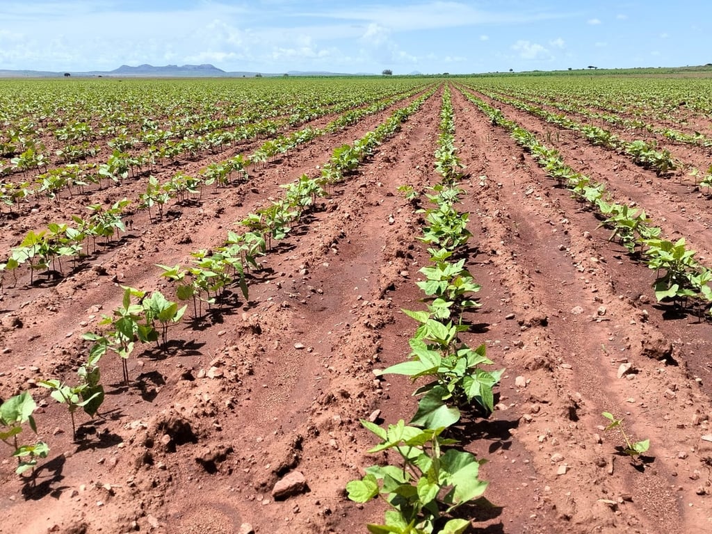 Desarrollo. En Durango, el 30 por ciento del cultivo se considera en buenas condiciones, el 50 por ciento regular y el 20 por ciento en malas condiciones.