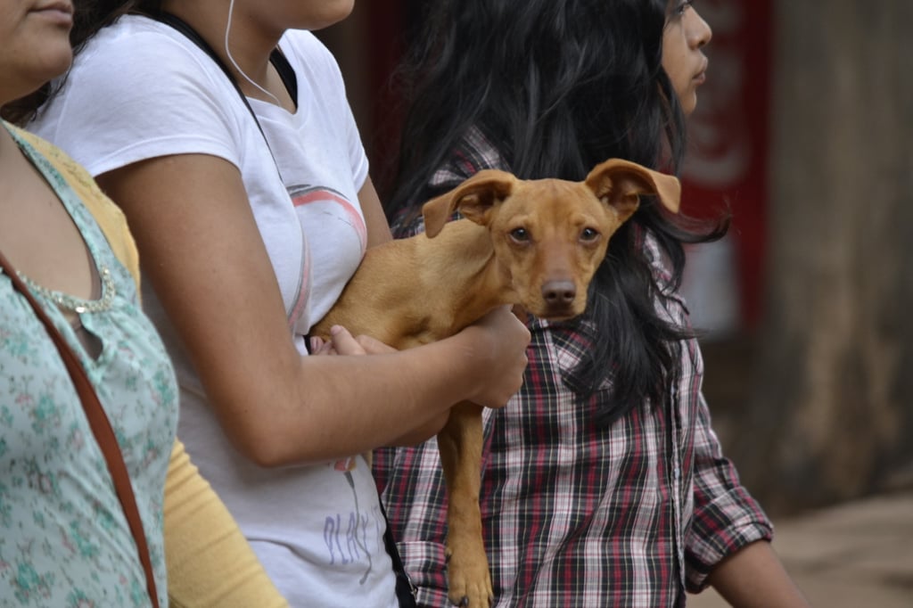 Adopción. Este año se han logrado 39 adopciones de perros de los que llegan al CAAN.