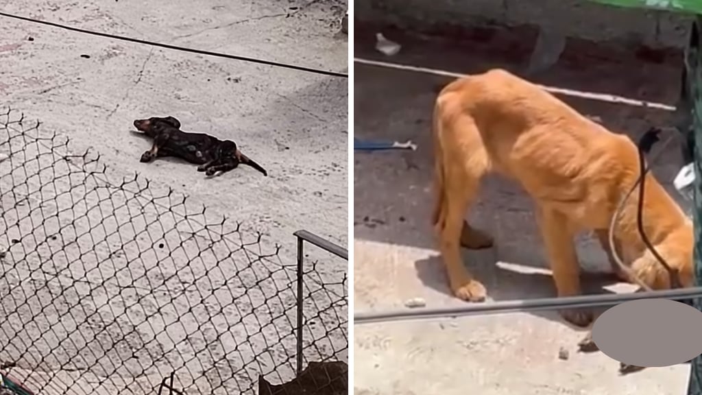 Perrito se come a 'lomito' fallecido; los tenían en una azotea sin comida | VIDEO