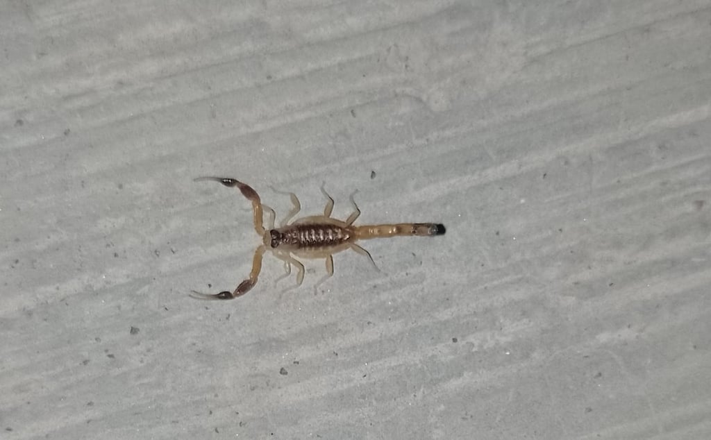 Cifra. Cada año se requieren casi 20 mil frascos de suero antialacránico por lo que se espera que se sigan abasteciendo.