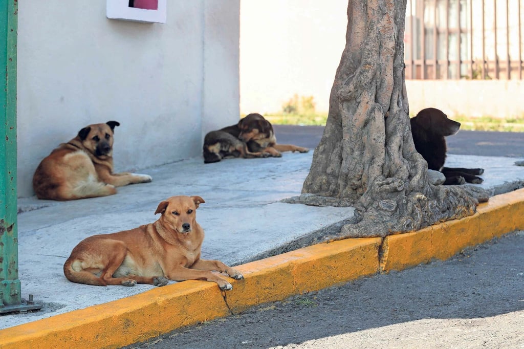 Fallece mujer de la tercera edad por ataque de perros