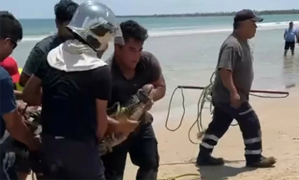 ¡Terror en la playa!, capturan a cocodrilo de dos metros en plena playa entre los turistas | VIDEO