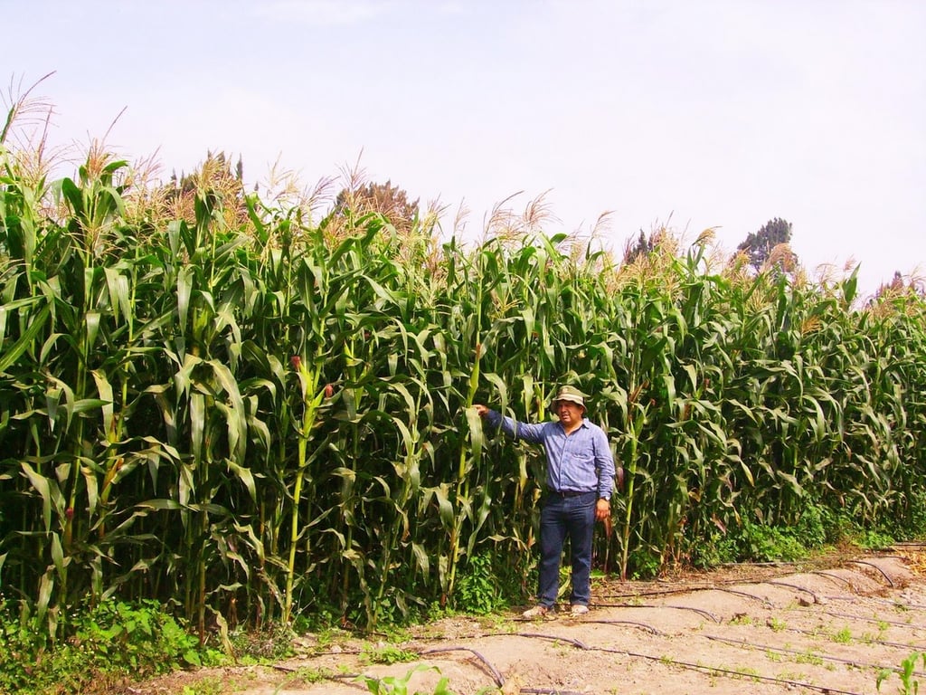 Factor.  Productores de maíz de Durango se podrían ver afectados por los precios del mercado nacional e internacional.