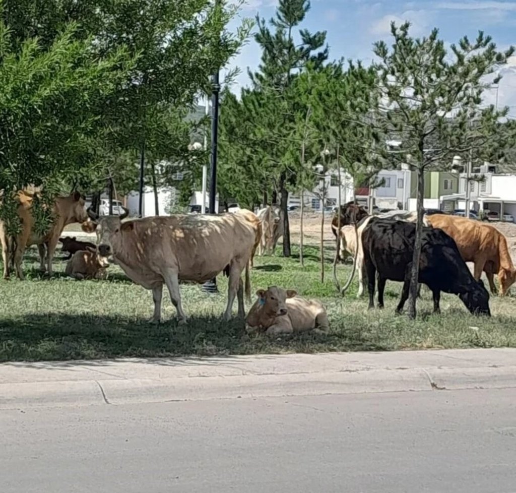 Salidas. Con rumbo a Garabitos y Tapias es donde hay mayor presencia de caballos y vacas transitando por las vialidades.