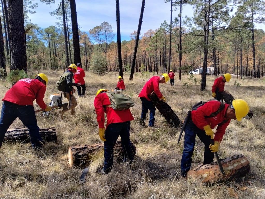 Respaldo. Son dos brigadas las que se encuentran trabajando en el combate de las plagas en la entidad.