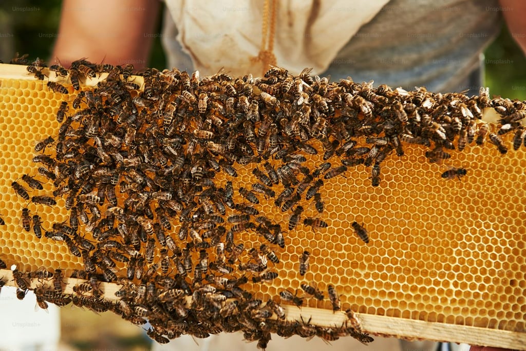 Necesidad. Las colmenas deben ser manipuladas por especialistas; de lo contrario, se corre el riesgo de un ataque masivo por parte de las abejas.  