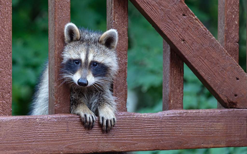 ¿Es legal tener un mapache como mascota en Durango?