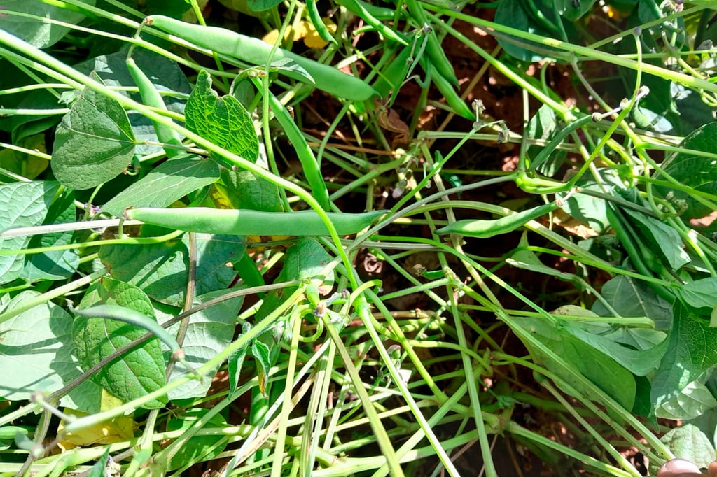 Producción de frijol se viene abajo ante la falta de lluvias