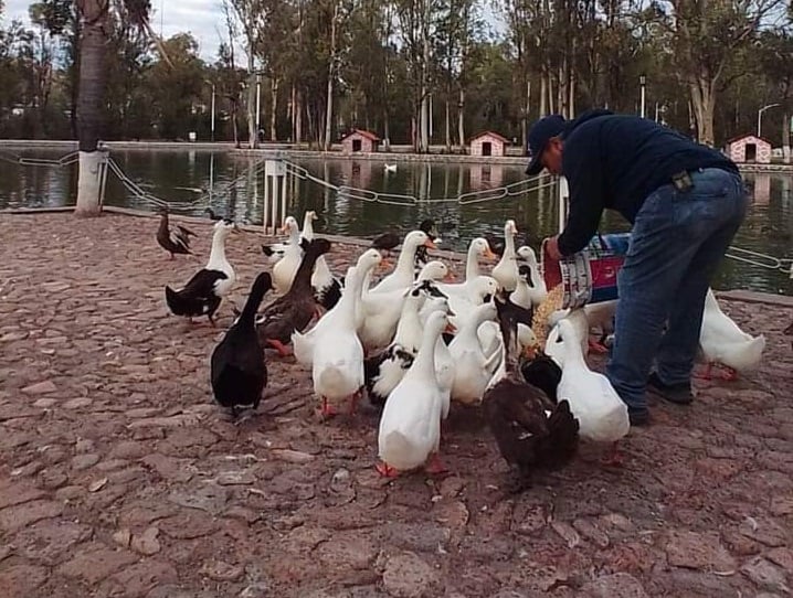 Sancionarán a persona que sea sorprendida robando patos