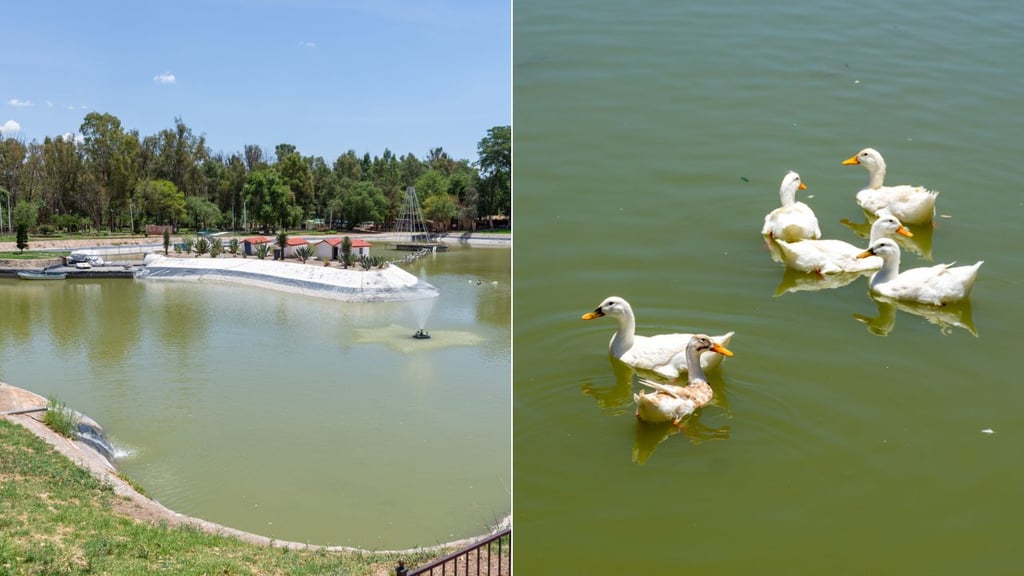 Robo de patos de los parques Guadiana y Sahuatoba es delito: Juez Cívico