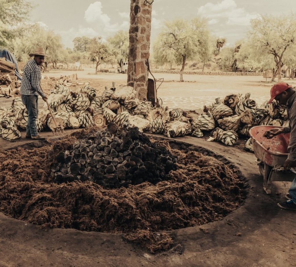 Tradición. Este proceso consiste en cubrir cuidadosamente las piñas de agave con piedra volcánica, en un horno cónico bajo tierra.