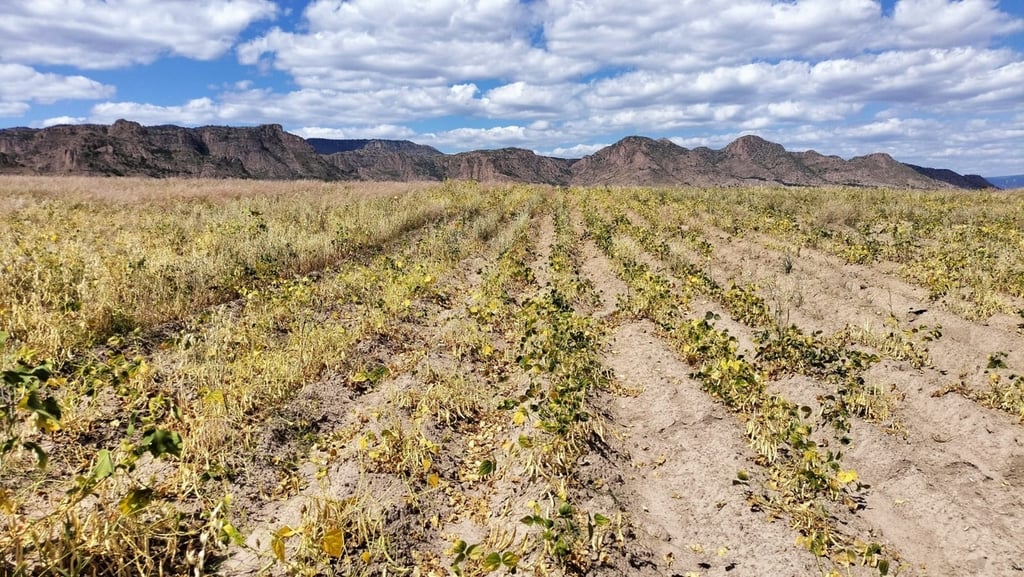 Cosecha. El rendimiento promedio se ubicará en los 300 kilos por hectárea debido a la falta de agua en la etapa de floración del cultivo.