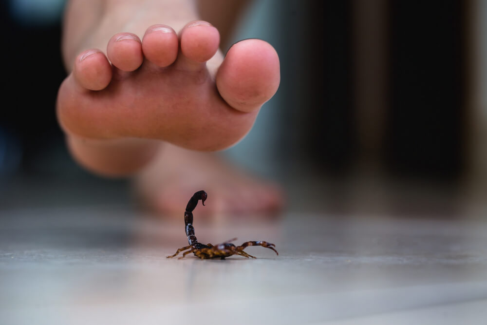 Aumentaron las picaduras de alacrán, araña y abeja en Durango