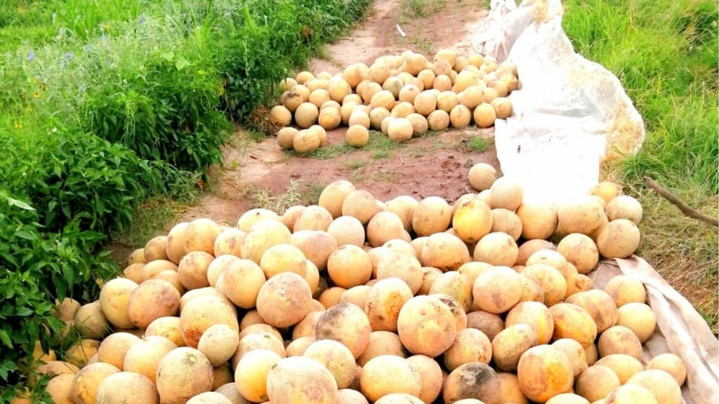 Van contra el ‘coyotaje’ de melón duranguense