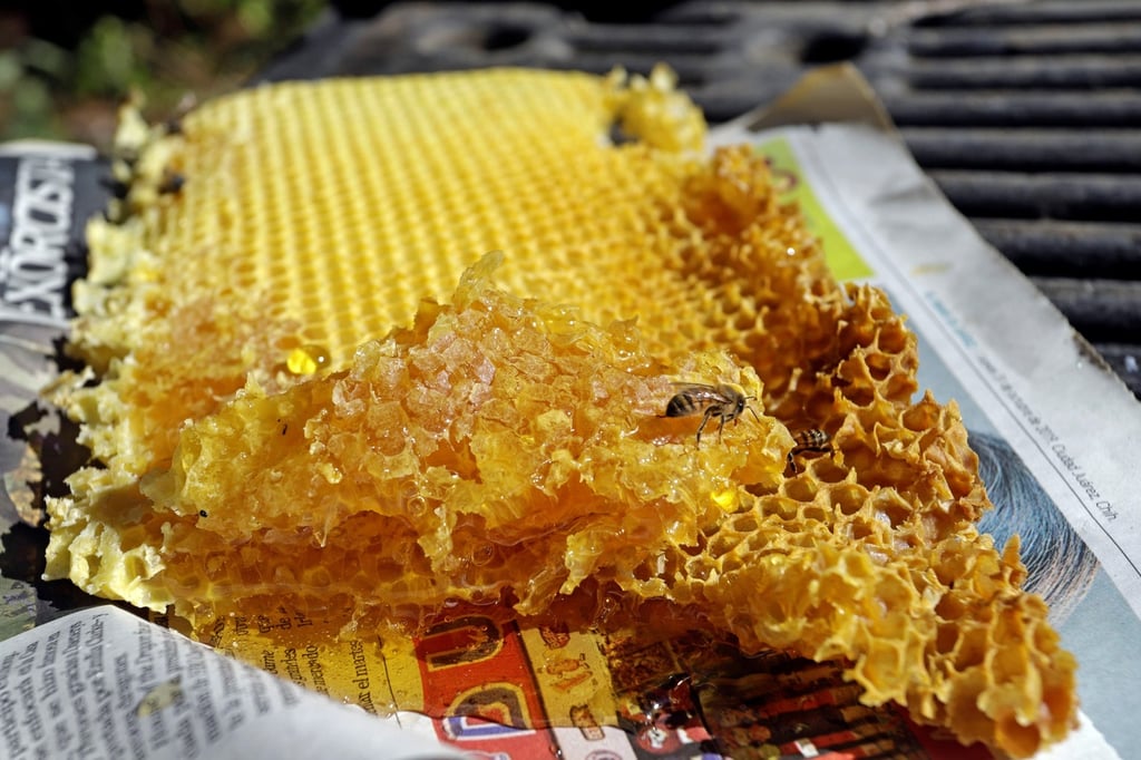 Baja. Las escasas precipitaciones de este año impactaron negativamente en la producción de miel en la Comarca Lagunera.