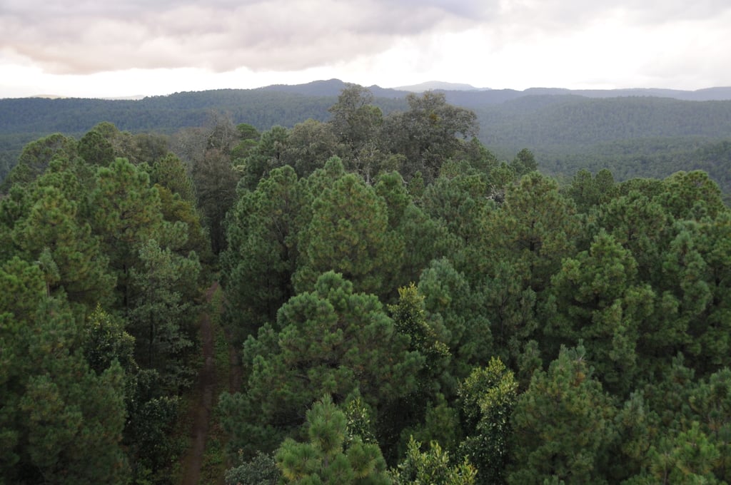 Buscarán alternativas para protección de la reserva forestal más grande del país.