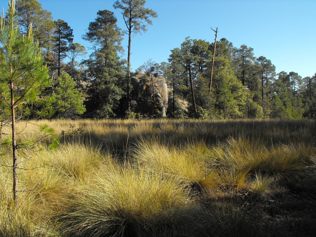 Durango tiene la primera Reserva de Biosfera de Latinoamérica