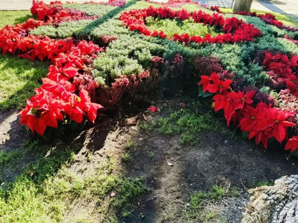 Decoración. Se colocaron 14 mil nochebuenas en plazas, jardines y calles como el corredor Constitución.