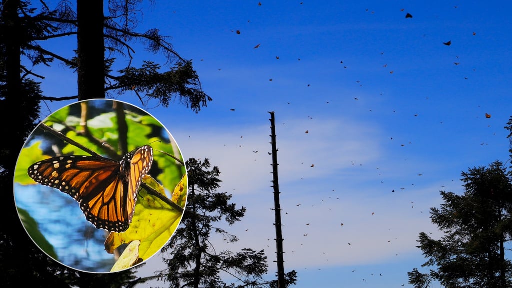 Foto: José A. Rodríguez