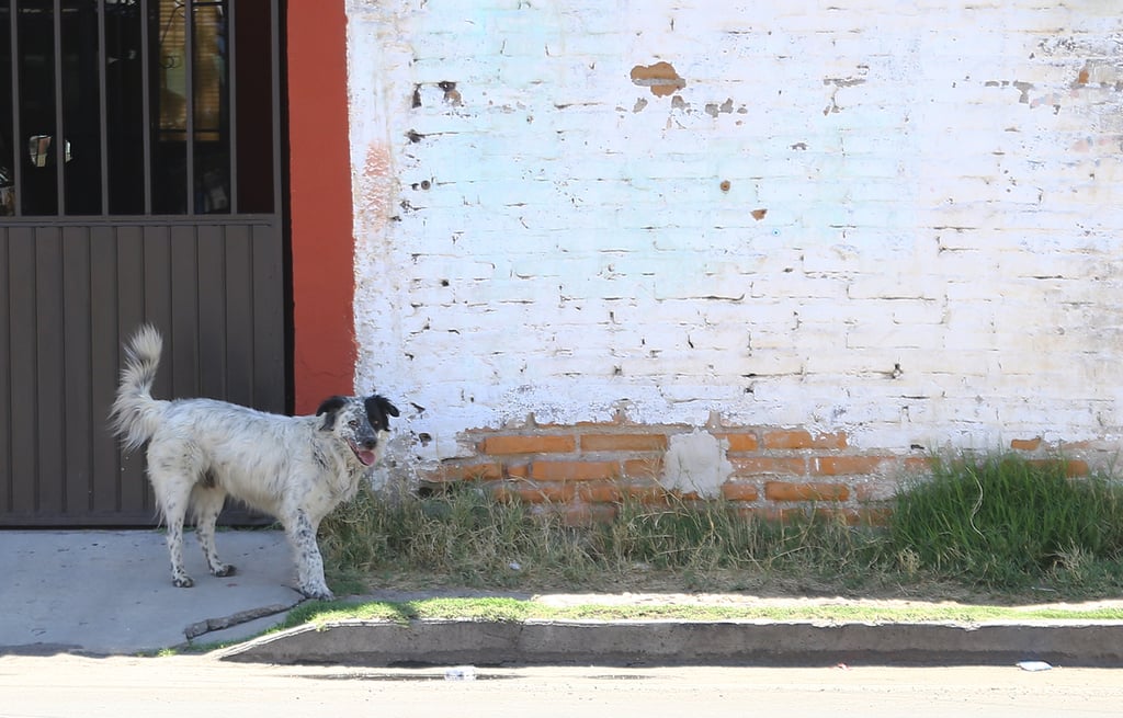 Rescate. Perros abandonados tendrán oportunidad de ser adoptados.